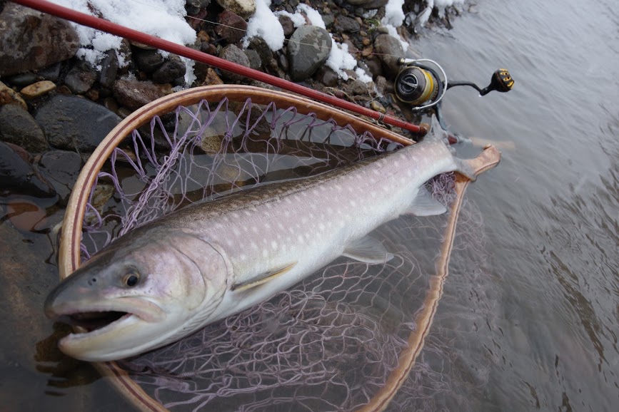 冬のアメマス 底を攻めれば釣果は得られる そして最近の川釣り事情について カムイの道楽